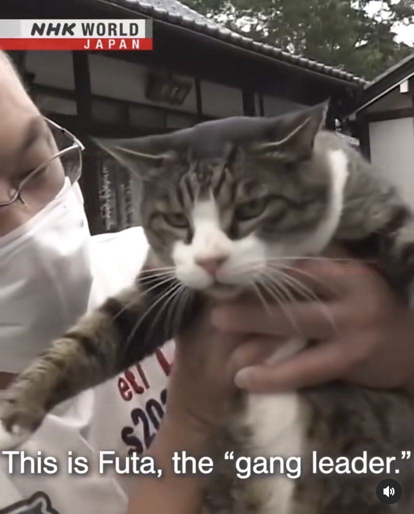 a tabby cat being held up by the chest in someone's hands, looking suspicious, captioned 'This is Futa, the gang leader.' A 'NHK World Japan' logo at the top of the image suggests it's a screencap from a news broadcast.